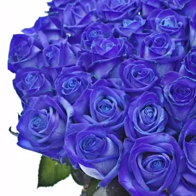 Modrá ruža BLUE Vendel