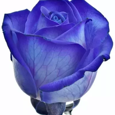Modrá růže BLUE VENDELA 70cm (M)