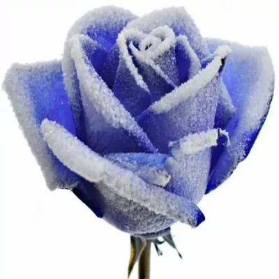 Modrá růže BLUE VENDELA FROST 70cm (M)