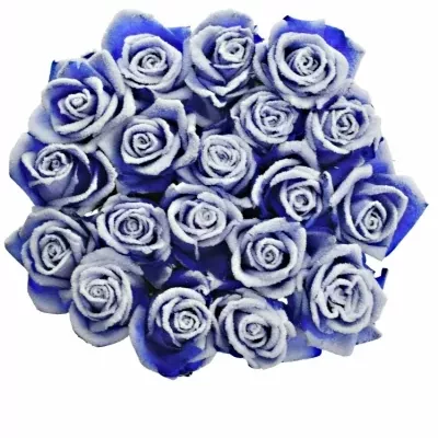 Modrá růže BLUE VENDELA FROST 70cm (M)