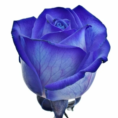 Modrá růže BLUE VENDELA 70cm (M)