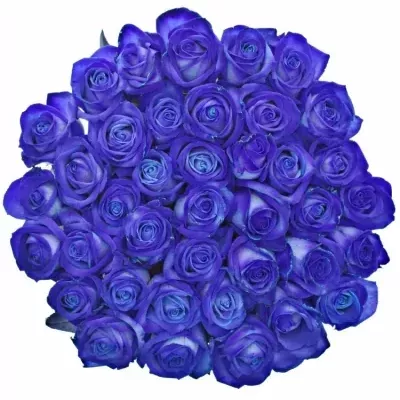 Modrá růže BLUE VENDELA 