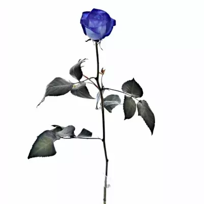 Modrá růže BLUE VENDELA 