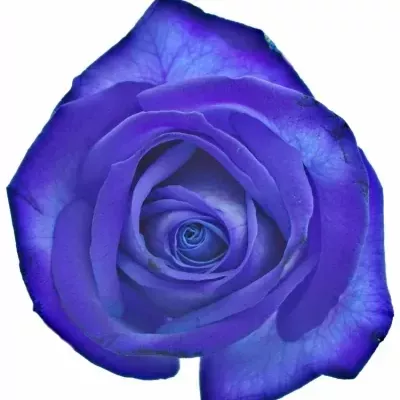 Modrá růže BLUE VENDELA 