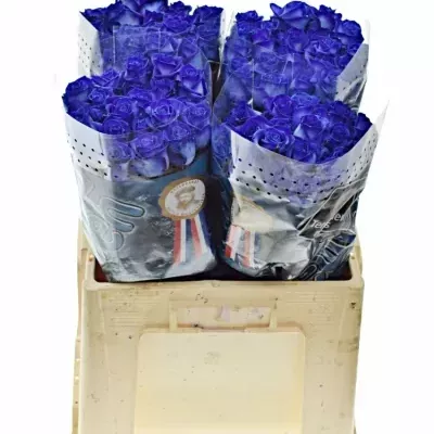 Modrá růže BLUE VENDELA 