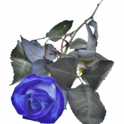 Modrá růže BLUE VENDELA 