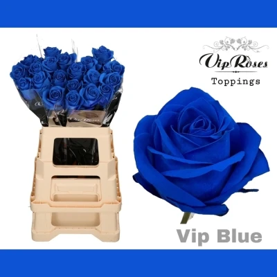 Modrá růže BLUE V.I.P 65cm (L)