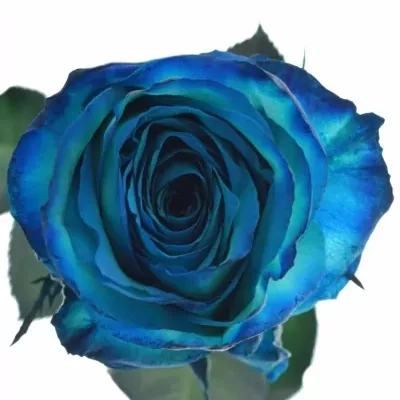 Modrá růže KRYPTONITE BLUE 