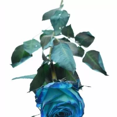 Modrá růže KRYPTONITE BLUE 