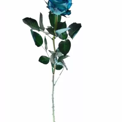 Modrá růže KRYPTONITE BLUE 