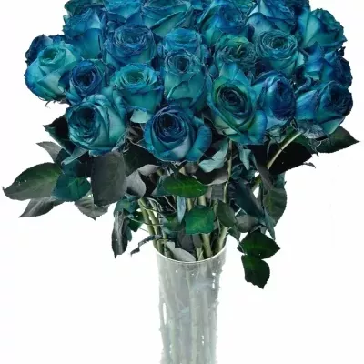 Modrá růže KRYPTONITE BLUE 