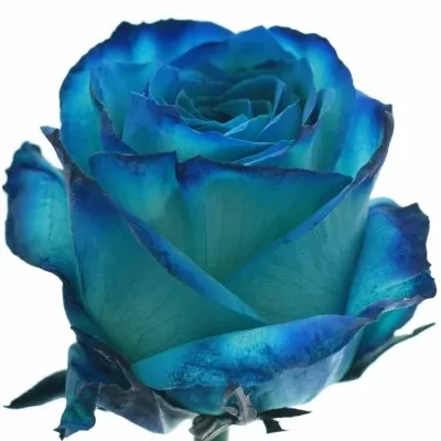 Modrá růže KRYPTONITE BLUE 70cm (XL)