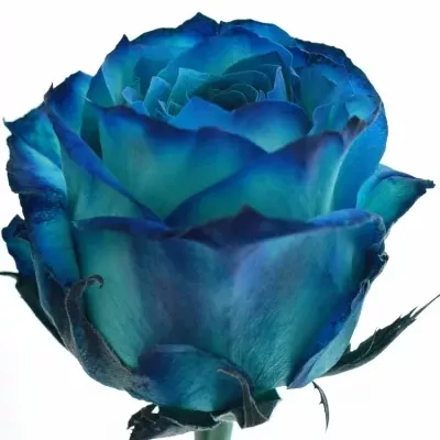 Modrá růže KRYPTONITE BLUE 