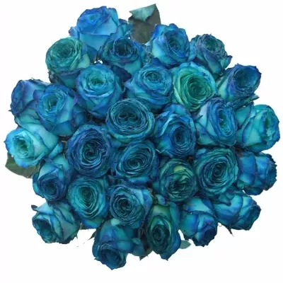 Modrá růže KRYPTONITE BLUE 