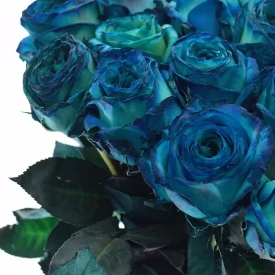 Modrá růže KRYPTONITE BLUE 