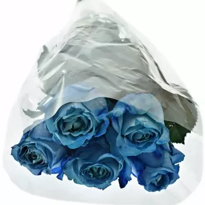 Modrá růže LIGHT BLUE QUEEN OF AFRICA 60cm (XL)