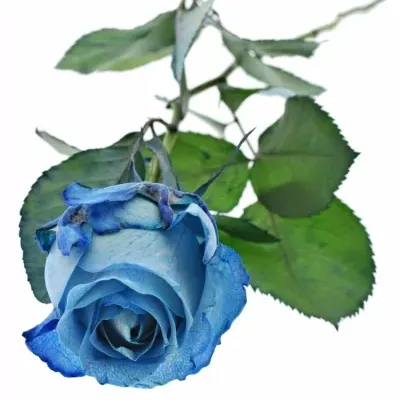 Modrá růže LIGHT BLUE QUEEN OF AFRICA 60cm (XL)