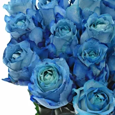 Modrá růže LIGHT BLUE QUEEN OF AFRICA 60cm (XL)