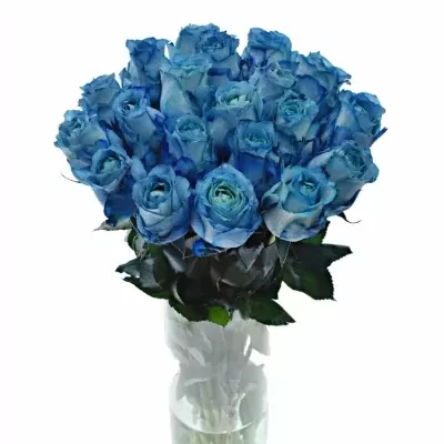 Modrá růže LIGHT BLUE QUEEN OF AFRICA 60cm (XL)