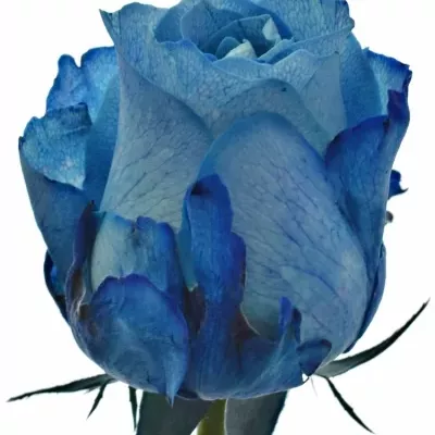 Modrá růže LIGHT BLUE QUEEN OF AFRICA 60cm (XL)