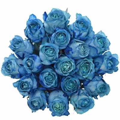 Modrá růže LIGHT BLUE QUEEN OF AFRICA 60cm (XL)
