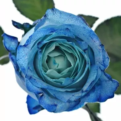 Modrá růže LIGHT BLUE QUEEN OF AFRICA 60cm (XL)