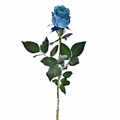 Modrá růže LIGHT BLUE QUEEN OF AFRICA 60cm (XL)
