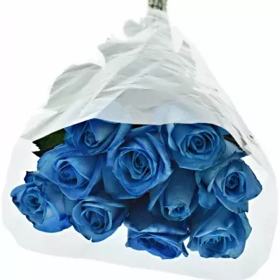 Modrá růže LIGHT BLUE SNOWSTORM+ 60cm (M)