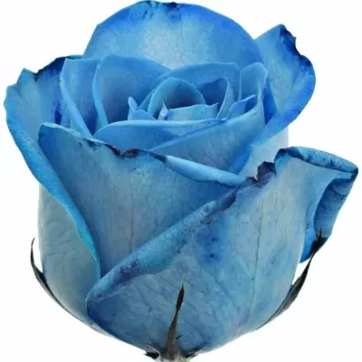 Modrá růže LIGHT BLUE SNOWSTORM+ 50cm (M)
