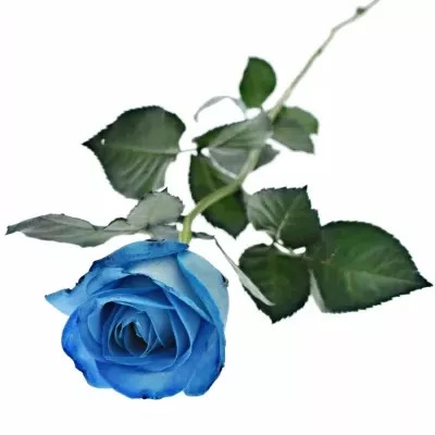 Modrá ruža LIGHT BLUE snowstorm + 60cm (M)