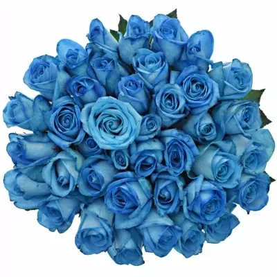 Modrá růže LIGHT BLUE SNOWSTORM+ 60cm (M)