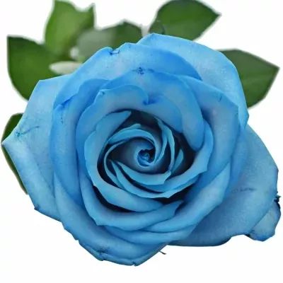 Modrá růže LIGHT BLUE SNOWSTORM+ 60cm (M)