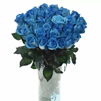 Modrá růže LIGHT BLUE SNOWSTORM+ 60cm (M)