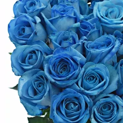 Modrá ruža LIGHT BLUE snowstorm + 60cm (M)
