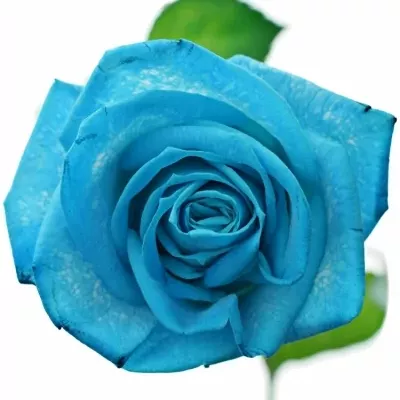 Modrá růže LIGHT BLUE VENDELA