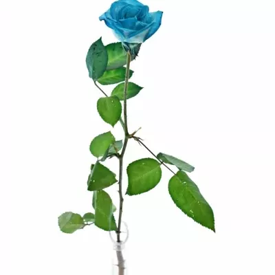 Modrá růže LIGHT BLUE VENDELA