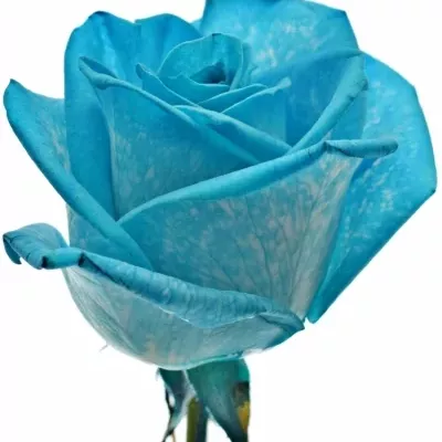 Modrá ruža LIGHT BLUE VENDELA 70cm (M)