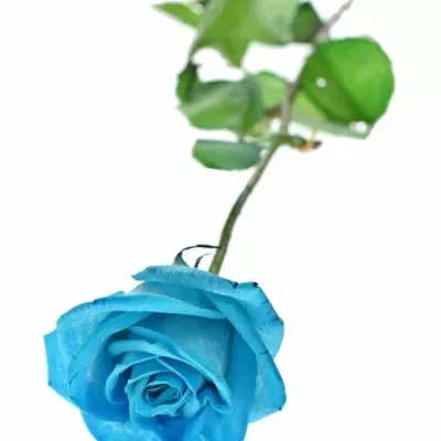 Modrá růže LIGHT BLUE VENDELA