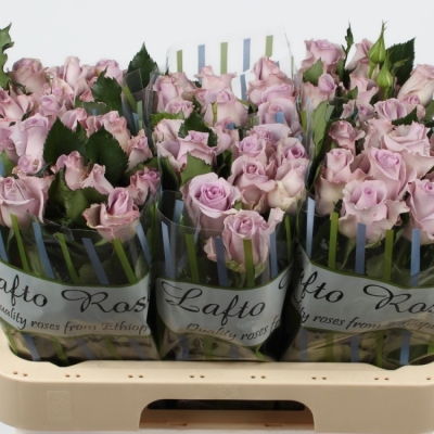 Modrá růže OCEAN BLUE