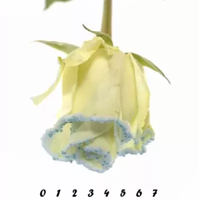 Modrá růže PEARL BLUE 60cm (L)