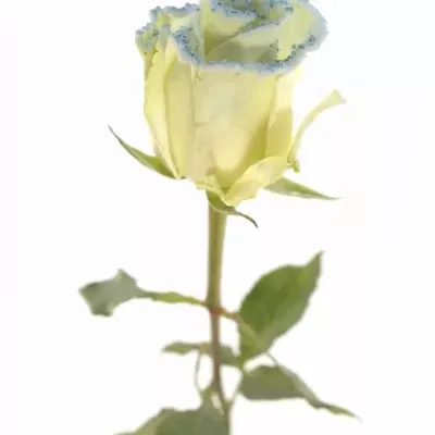 Modrá růže PEARL BLUE 60cm (L)