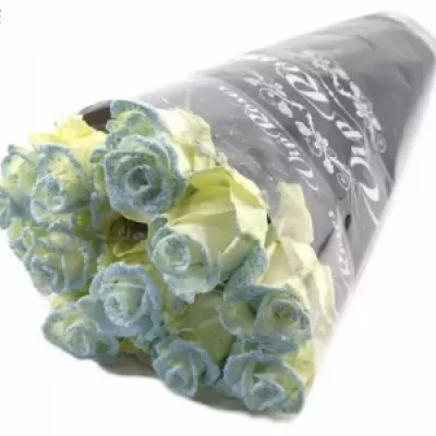 Modrá růže PEARL BLUE 60cm (L)