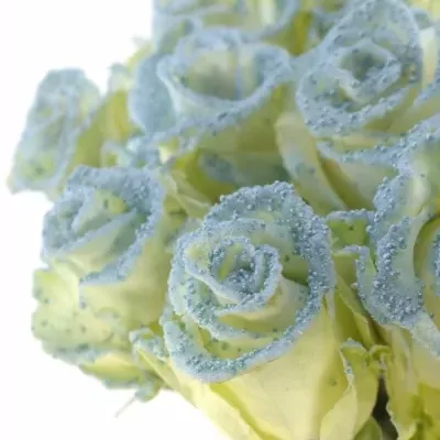 Modrá růže PEARL BLUE 60cm (L)