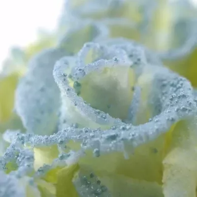 Modrá růže PEARL BLUE 60cm (L)