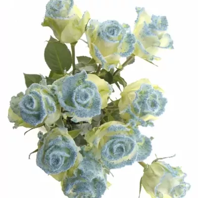 Modrá růže PEARL BLUE 60cm (L)