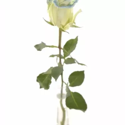 Modrá růže PEARL BLUE 60cm (L)