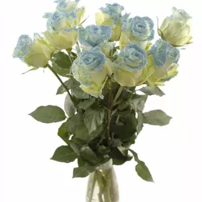 Modrá růže PEARL BLUE 60cm (L)