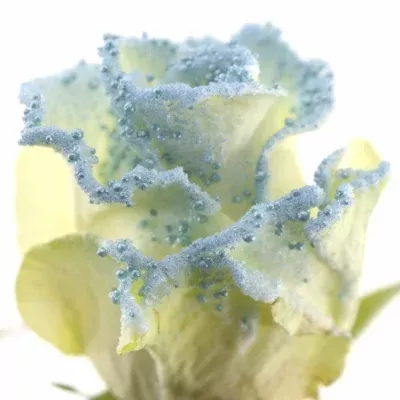 Modrá růže PEARL BLUE 60cm (L)