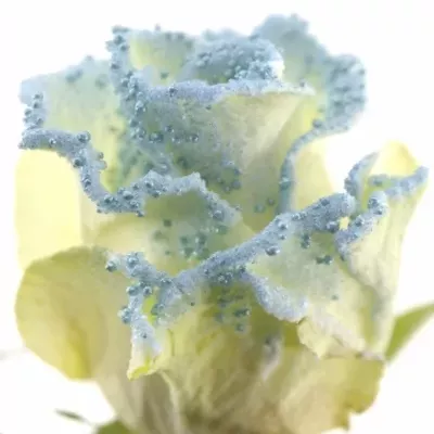 Modrá růže PEARL BLUE 60cm (L)