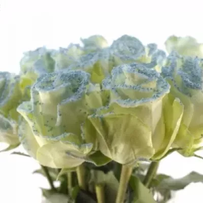 Modrá růže PEARL BLUE 60cm (L)